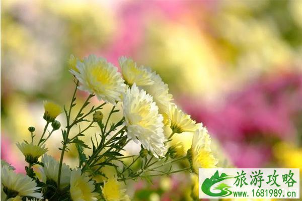 2020北京菊花文化节门票多少钱 北京菊花文化节怎么坐车