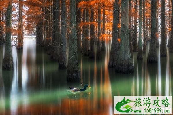 无锡周边秋天哪里最美 无锡周边秋天去哪里玩
