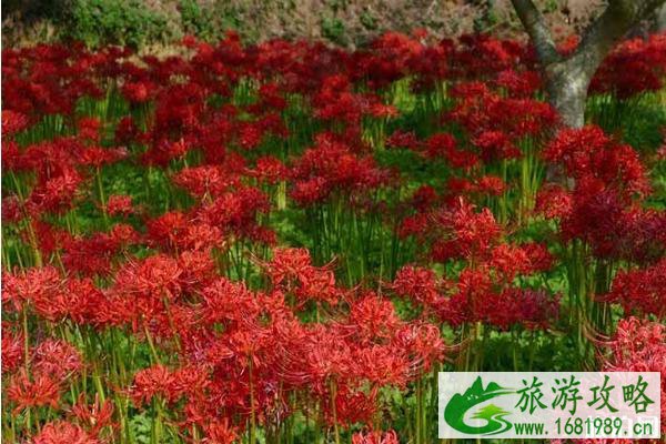 日本关东彼岸花最多的地方推荐 日本关东彼岸花最多的地方推荐