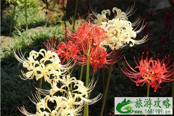 日本关东彼岸花最多的地方推荐 日本关东彼岸花最多的地方推荐