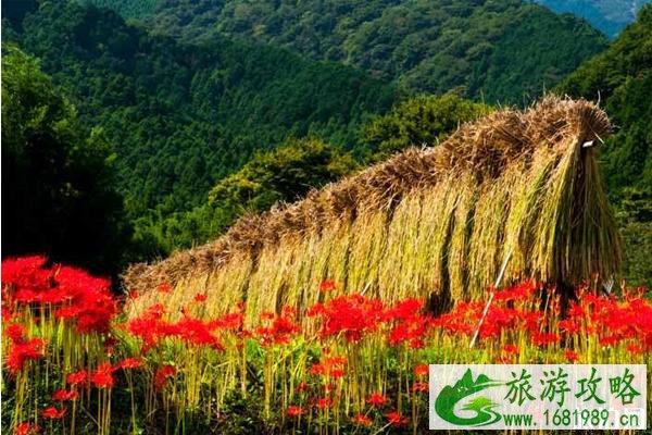 日本关东彼岸花最多的地方推荐 日本关东彼岸花最多的地方推荐