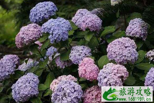 2020深圳无尽夏日花展时间和地点 深圳无尽夏日花展门票和介绍
