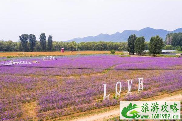 北京普罗旺斯薰衣草庄园门票和地址 北京普罗旺斯薰衣草庄园攻略 北京普罗旺斯薰衣草庄园门票和地址 北京普罗旺斯薰衣草庄园攻略