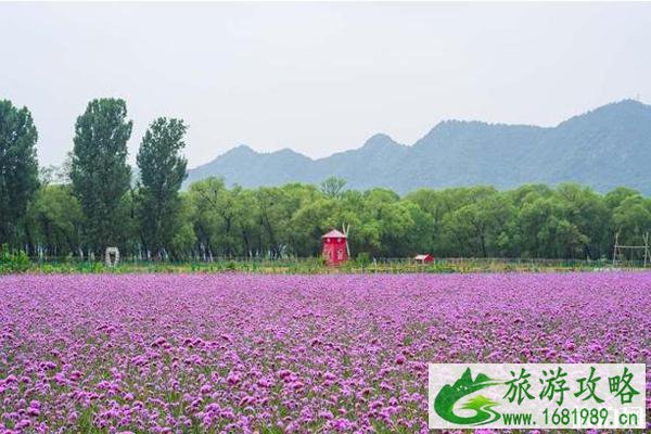 北京普罗旺斯薰衣草庄园门票和地址 北京普罗旺斯薰衣草庄园攻略 北京普罗旺斯薰衣草庄园门票和地址 北京普罗旺斯薰衣草庄园攻略