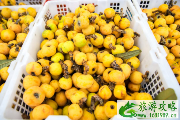 苏州吴中枇杷采摘时间价格-采摘路线 苏州吴中枇杷采摘时间价格-采摘路线
