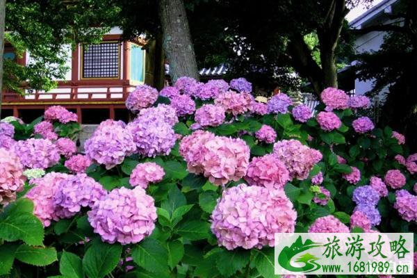 夏天去日本玩什么 夏天去日本玩什么