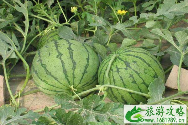 佛山采摘园有哪些 2020西瓜采摘地推荐 佛山采摘园有哪些 2020西瓜采摘地推荐