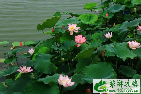 广州赏荷花的最佳地方及活动信息 广州赏荷花的最佳地方及活动信息