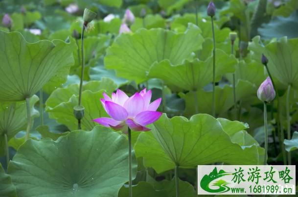 广州赏荷花的最佳地方及活动信息 广州赏荷花的最佳地方及活动信息