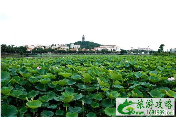 2020东莞桥头荷花节门票多少钱和亮点 2020东莞桥头荷花节门票多少钱和亮点