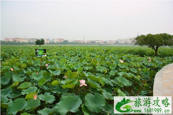2020东莞桥头荷花节门票多少钱和亮点 2020东莞桥头荷花节门票多少钱和亮点