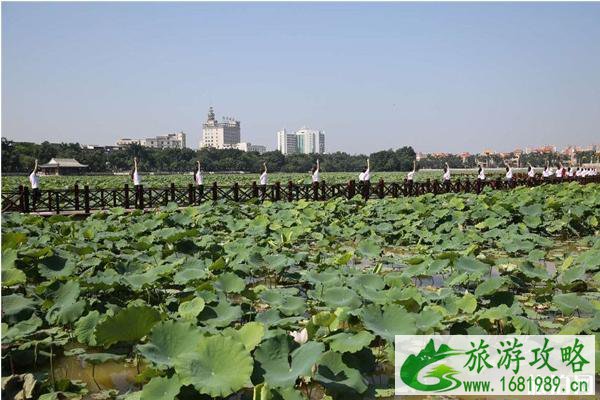 2020东莞桥头荷花节门票多少钱和亮点 2020东莞桥头荷花节门票多少钱和亮点