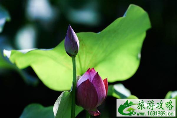 2020东莞桥头荷花节是几月几日 2020东莞桥头荷花节是几月几日