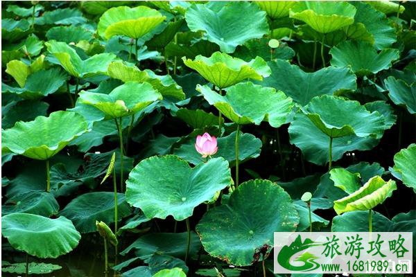 2020东莞桥头荷花节是几月几日 2020东莞桥头荷花节是几月几日