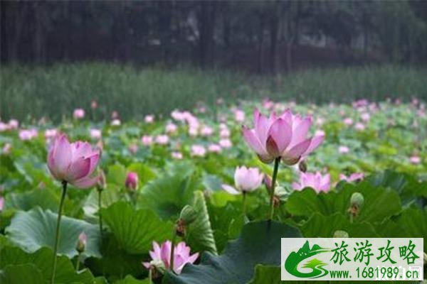 2020东莞桥头荷花节是几月几日 2020东莞桥头荷花节是几月几日