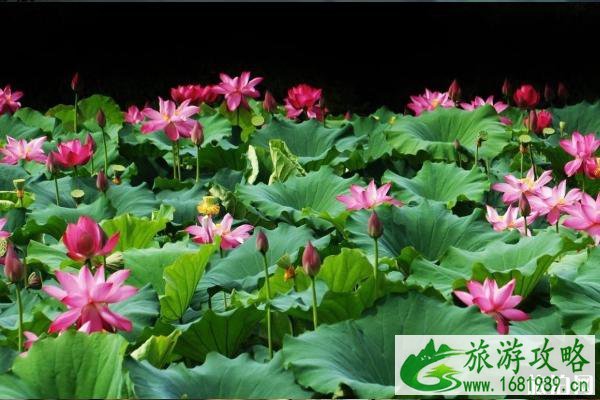 中山荷花节2020时间地址 中山父亲节活动汇总