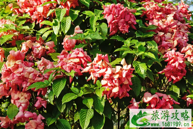 深圳现在有什么赏花的地方