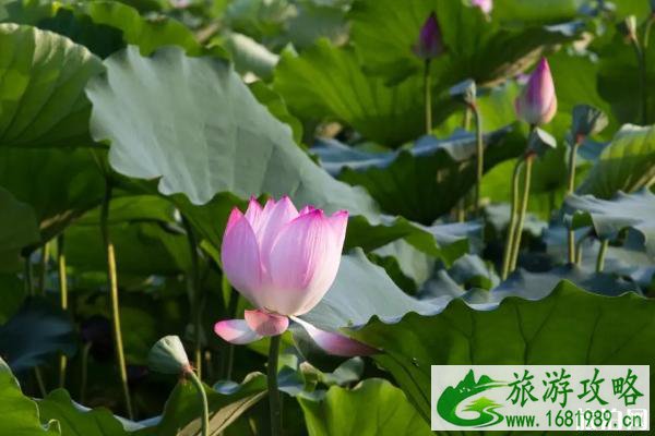 2020深圳洪湖公园荷花展取消 深圳赏荷最佳地点 2020深圳洪湖公园荷花展取消 深圳赏荷最佳地点