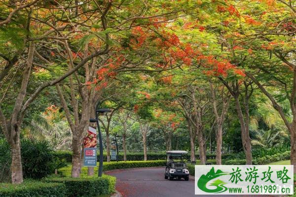 广州哪里可以赏凤凰花 广州哪里可以赏凤凰花