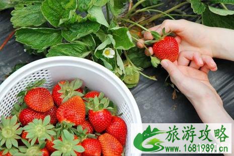 深圳草莓采摘多少钱一斤 2022深圳草莓采摘地推荐 深圳草莓采摘多少钱一斤 2022深圳草莓采摘地推荐