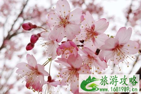 北京赏樱去哪里 2022北京桃花观赏地点推荐