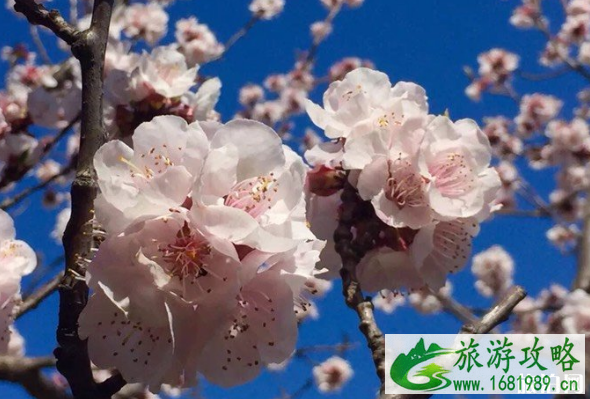 北京赏樱去哪里 2022北京桃花观赏地点推荐