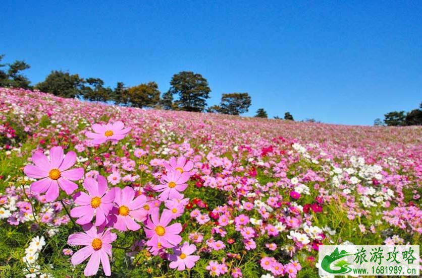 日本秋冬去哪赏花 日本秋天开什么花