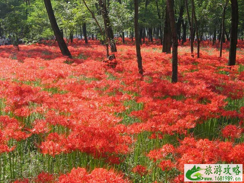 日本秋冬去哪赏花 日本秋天开什么花