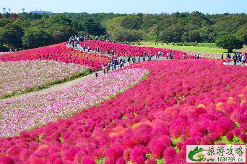 日本秋冬去哪赏花 日本秋天开什么花