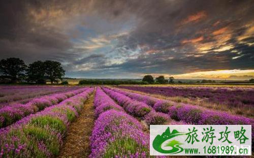 英国薰衣草庄园有哪些 去薰衣草庄园买什么 英国薰衣草庄园什么时候开放