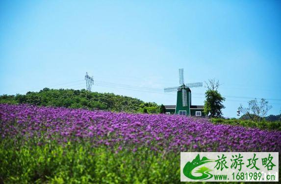 英国薰衣草庄园有哪些 去薰衣草庄园买什么 英国薰衣草庄园什么时候开放