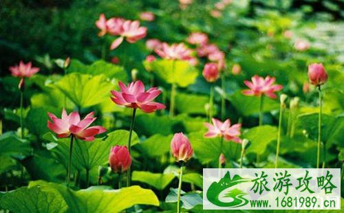 2022北京莲花池荷花节门票+交通 北京莲花池攻略 2022北京莲花池荷花节门票+交通 北京莲花池攻略