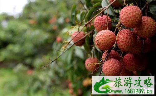 深圳光明农场可以采摘荔枝吗 深圳光明农场摘荔枝价格2022 深圳光明农场可以采摘荔枝吗 深圳光明农场摘荔枝价格2022