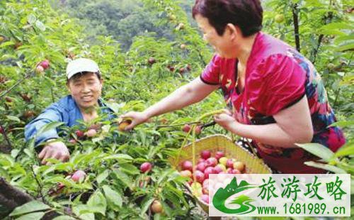 无锡醉李什么时候成熟 无锡大浮醉李采摘攻略 无锡醉李什么时候成熟 无锡大浮醉李采摘攻略