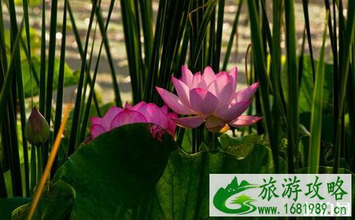 2022南京玄武湖赏荷路线推荐 2022南京玄武湖赏荷路线推荐