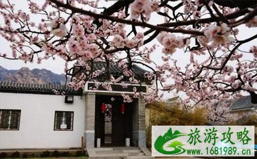 2022北京凤凰岭杏花节有什么活动 北京凤凰岭杏花节游玩攻略/路线 2022北京凤凰岭杏花节有什么活动 北京凤凰岭杏花节游玩攻略/路线