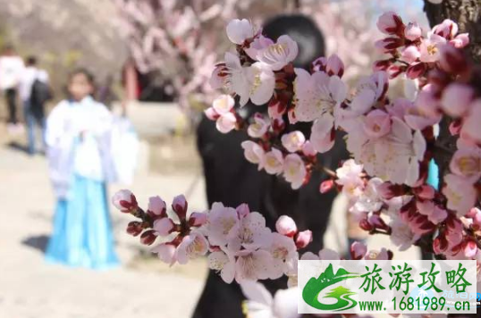 2022北京凤凰岭杏花节有什么活动 北京凤凰岭杏花节游玩攻略/路线 2022北京凤凰岭杏花节有什么活动 北京凤凰岭杏花节游玩攻略/路线