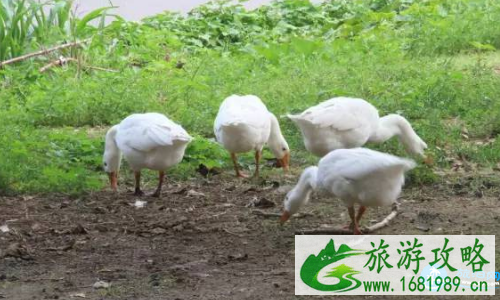 2022北京凤凰岭杏花节有什么活动 北京凤凰岭杏花节游玩攻略/路线 2022北京凤凰岭杏花节有什么活动 北京凤凰岭杏花节游玩攻略/路线