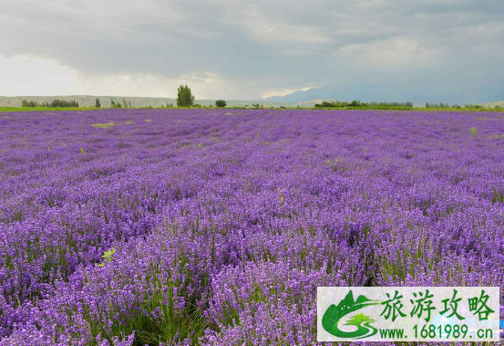 东方普罗旺斯薰衣草庄园几月去 东方普罗旺斯薰衣草庄园旅游交通攻略