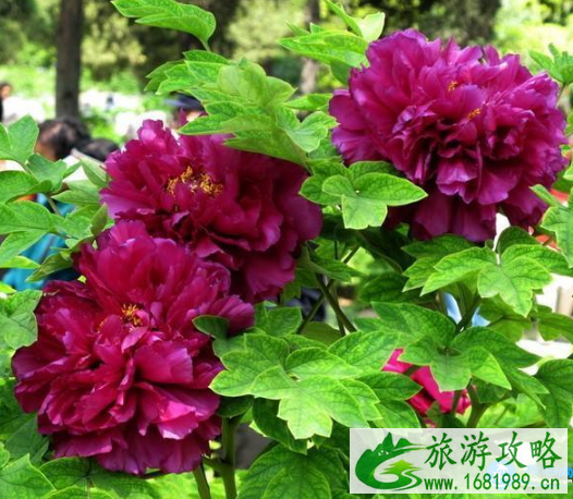 2022北京赏花攻略花期+地点+交通