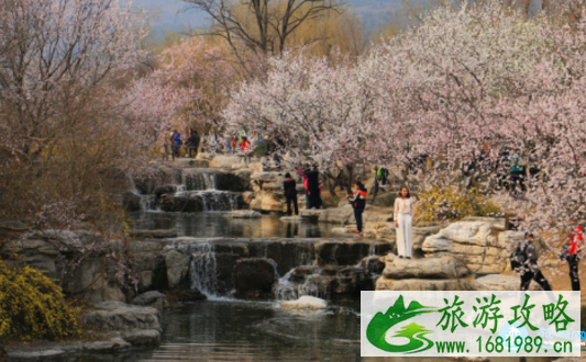 2022北京植物园桃花节门票价格+时间+地点 2022北京植物园桃花节门票价格+时间+地点