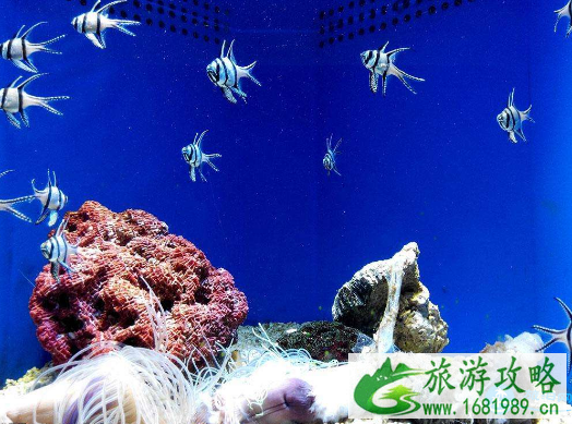 2022广州海洋馆门票+交通+便利服务