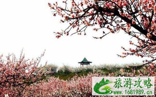 2022南京梅花节门票多少钱 南京梅花节在哪