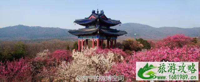 2022南京梅花节门票多少钱 南京梅花节在哪 2022南京梅花节门票多少钱 南京梅花节在哪