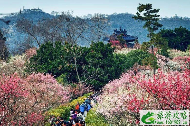 2022南京梅花节门票多少钱 南京梅花节在哪 2022南京梅花节门票多少钱 南京梅花节在哪