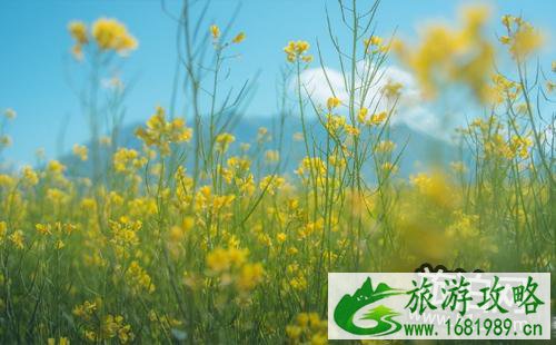 东莞桥头油菜花要门票吗 2022东莞桥头油菜花节攻略 东莞桥头油菜花要门票吗 2022东莞桥头油菜花节攻略