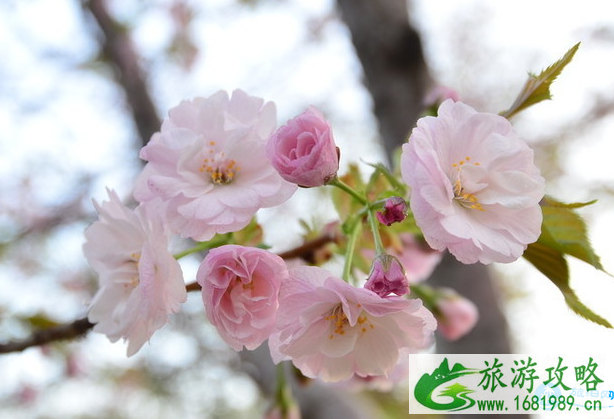 南京樱花在哪里看 2022南京樱花节攻略 南京樱花在哪里看 2022南京樱花节攻略