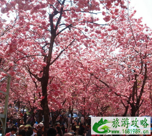 南京樱花在哪里看 2022南京樱花节攻略 南京樱花在哪里看 2022南京樱花节攻略