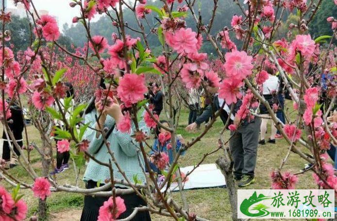 深圳看花的地方和公园有哪些推荐 深圳看花的地方和公园有哪些推荐