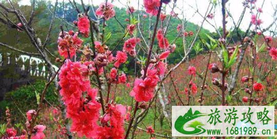 深圳看花的地方和公园有哪些推荐 深圳看花的地方和公园有哪些推荐